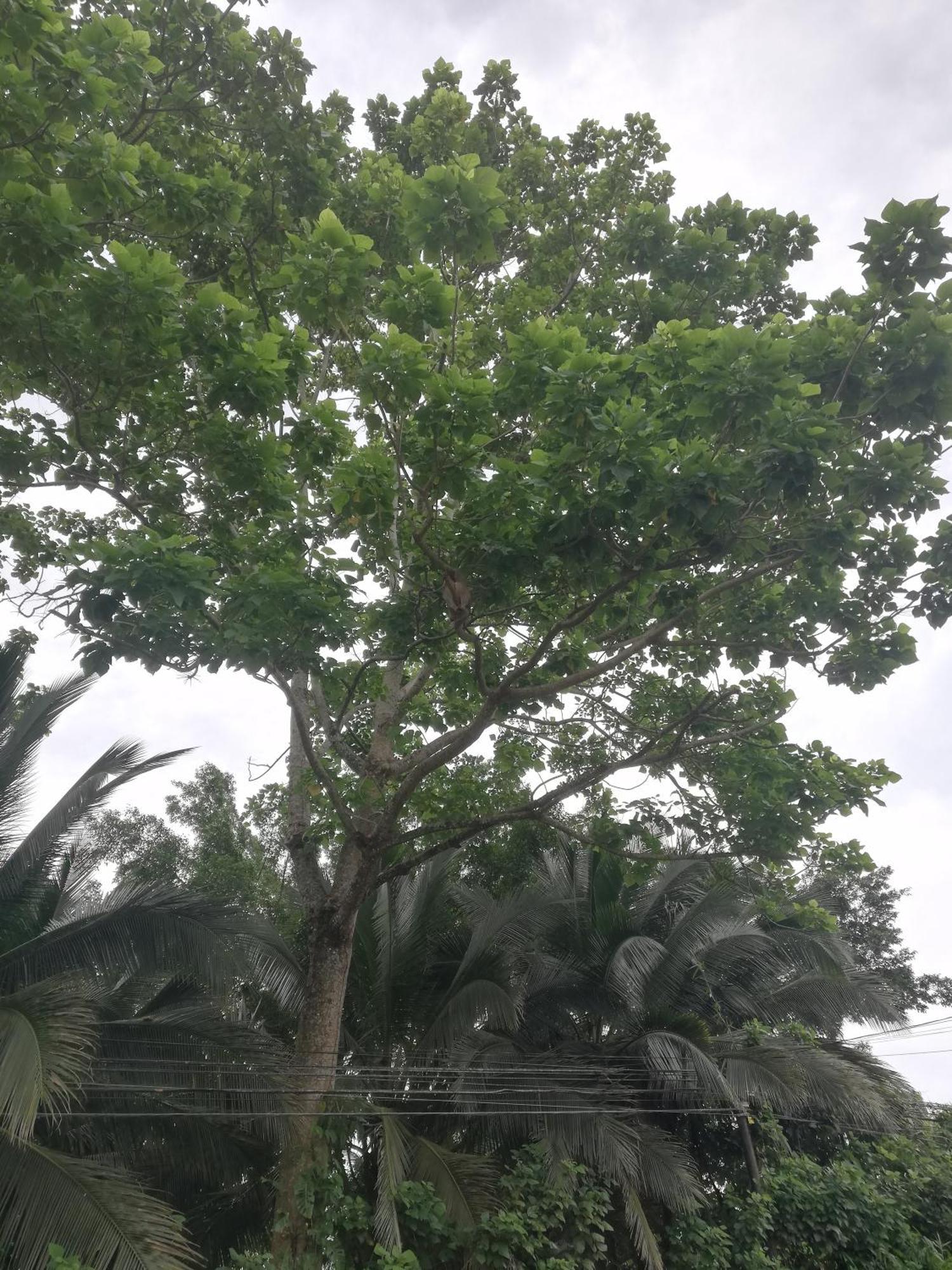 Siqurres Da Alegria Paraiso Verde מראה חיצוני תמונה